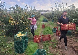 La cosecha del membrillo en el sur de Córdoba se reduce a un 40 % por culpa del clima y las plagas