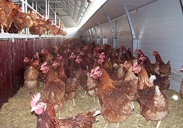 Notificado otro foco de gripe aviar en una granja de pollos en Ataquines (Valladolid)