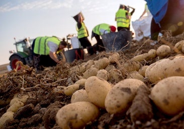 Mercadona comercializa 71.000 toneladas de patata de Castilla y León