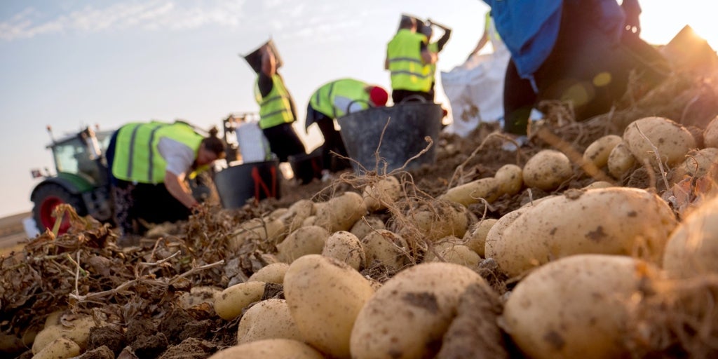 Mercadona comercializa 71.000 toneladas de patata de Castilla y León