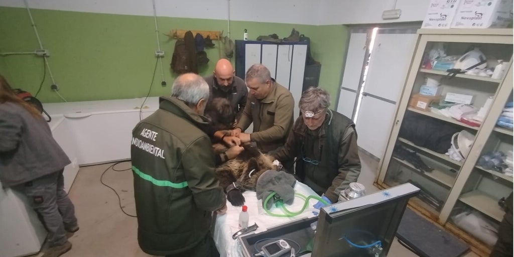 Reintroducida en el medio natural la osezna Alba tras su adaptación los últimos tres meses en Valsemana (León)