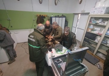 Reintroducida en el medio natural la osezna Alba tras su adaptación en Valsemana (León)