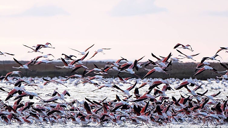 En imágenes, el esplendor otoñal de Doñana en la finca Veta La Palma