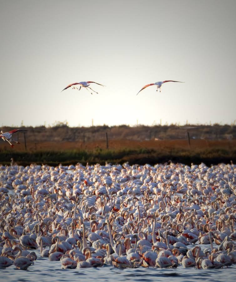 Esplendor otoñal en la finca Veta La Palma en el entorno de Doñana
