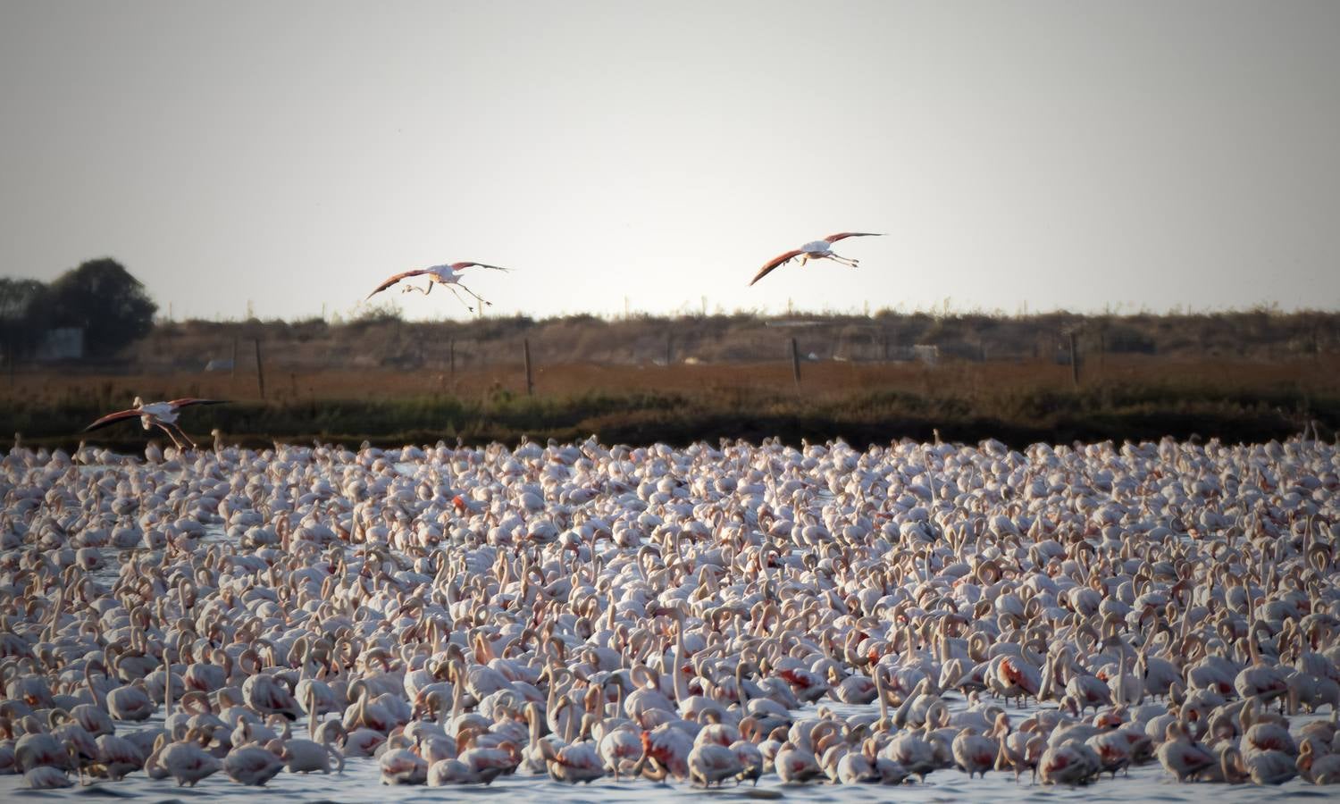 Esplendor otoñal en la finca Veta La Palma en el entorno de Doñana