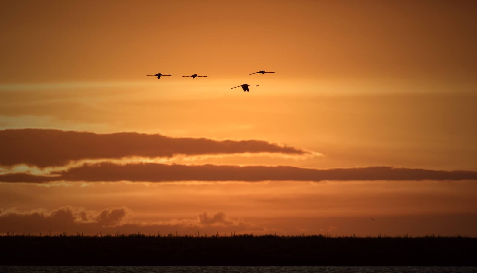 Esplendor otoñal en la finca Veta La Palma en el entorno de Doñana