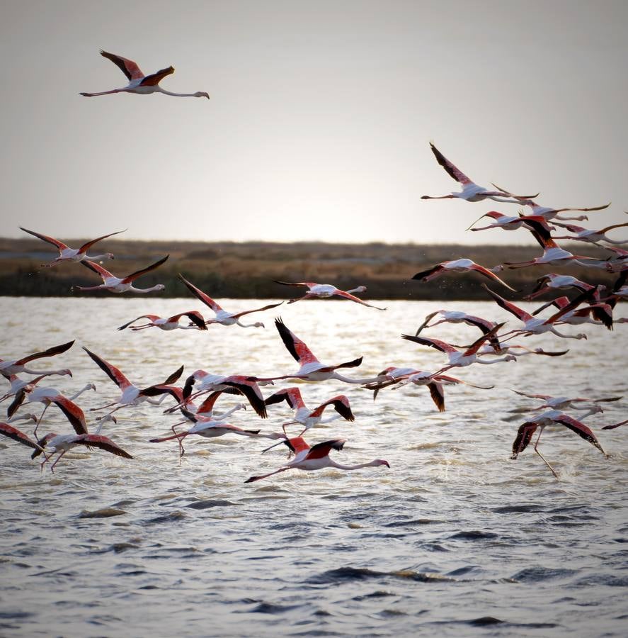 Esplendor otoñal en la finca Veta La Palma en el entorno de Doñana
