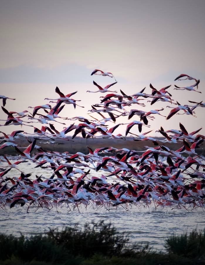 Esplendor otoñal en la finca Veta La Palma en el entorno de Doñana