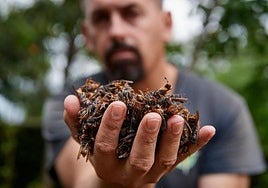 Tres muertes en dos semanas reavivan la alarma de las avispas velutinas en Galicia