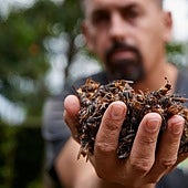 Tres muertes en dos semanas reavivan la alarma de las avispas velutinas en Galicia