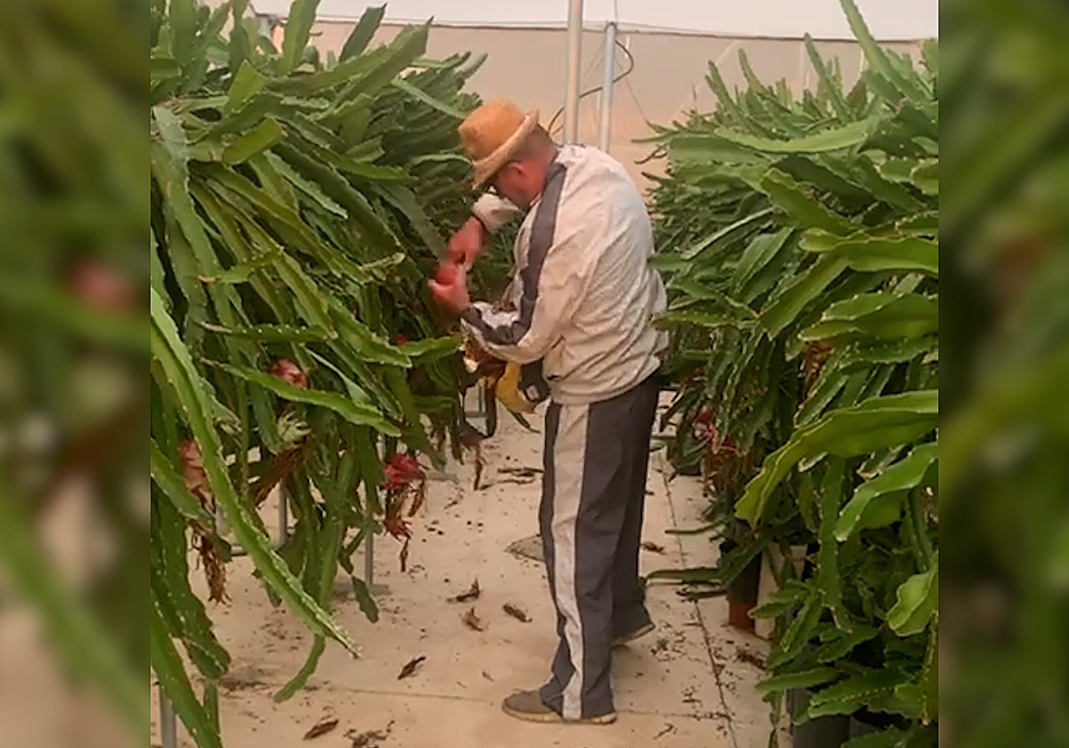 Koldo García: su nueva vida entre pitayas y fruta de la pasión