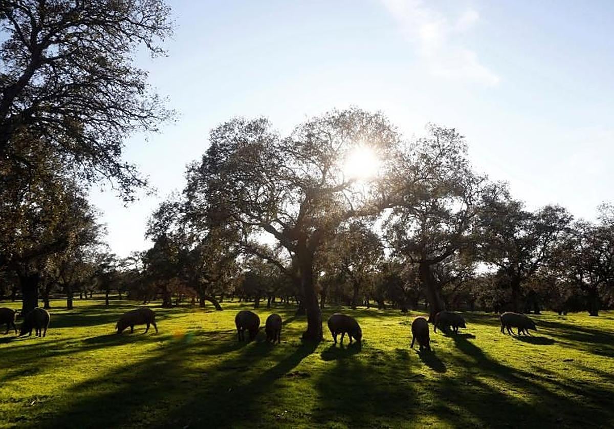 Cerdos en la dehesa de Los Pedroches