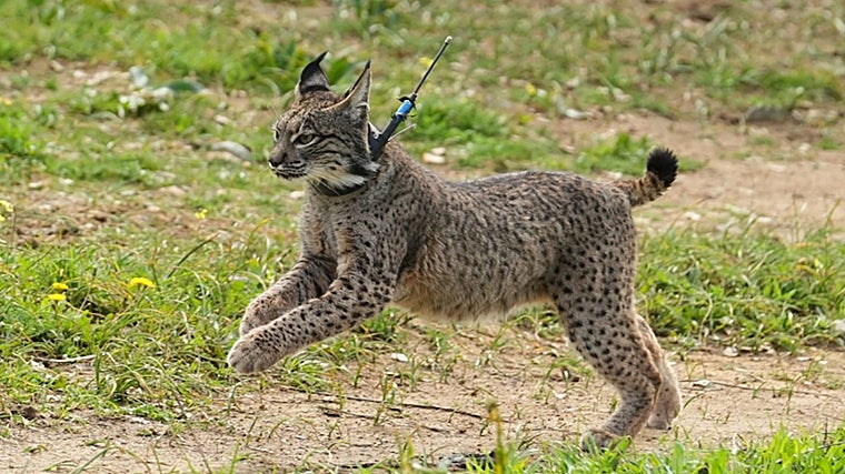 Uno de los linces liberados en los últimos años en Andalucía