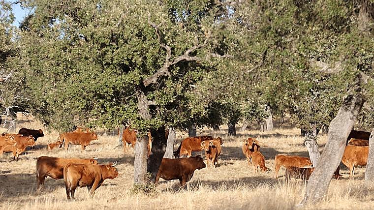 Cabaña de vacuno, en libertad en la finca Las Hazas