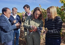 La añada 2024 de Ribera del Duero obtiene la calificación de «Muy Buena»