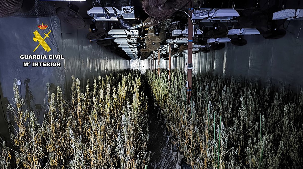 Imagen del cultivo de marihuana desmantelado en Aspe, Alicante