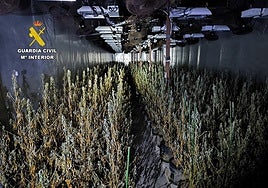 Defrauda 200.000 euros a la compañía eléctrica con una plantación de marihuana de «alto nivel»