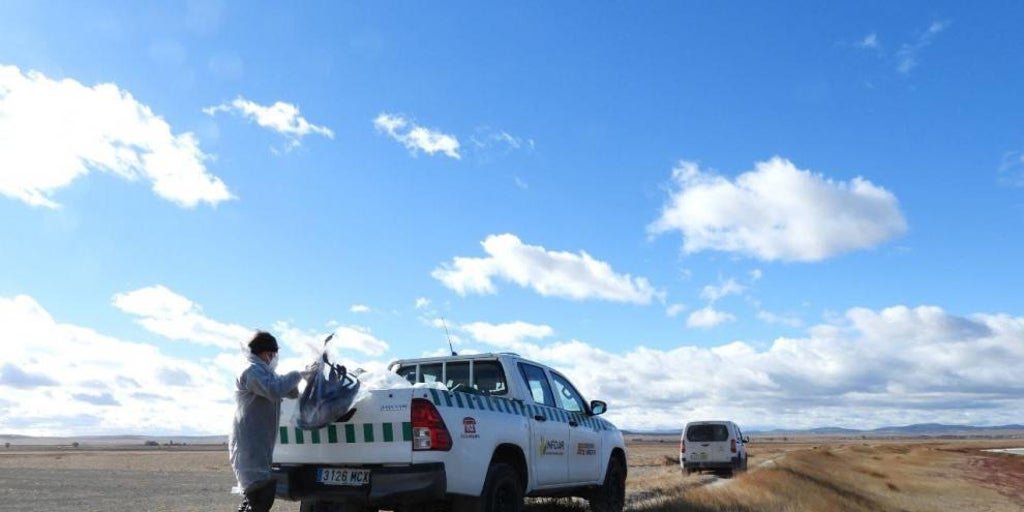 Confirmada la presencia de gripe aviar en aves silvestres, con más de 250 grullas muertas en la laguna de Gallocanta