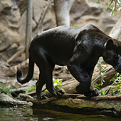Loro Parque da la bienvenida a Tito, un jaguar del programa europeo de especies en peligro