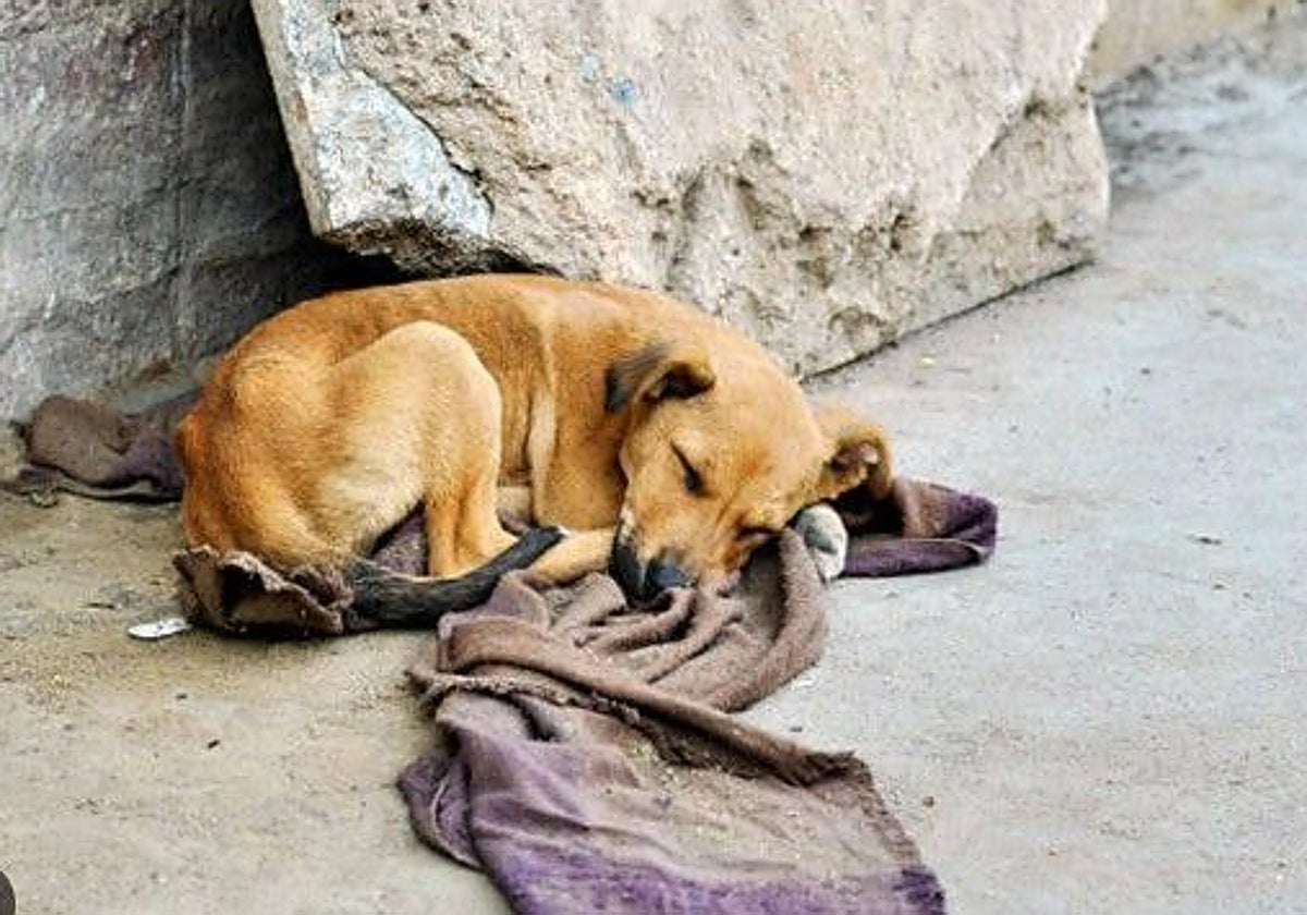 Albacete pone en marcha ayudas para la recogida y atención de perros abandonados