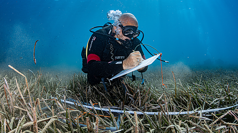 Angiospermas encontradas durante la campaña de buceo científico