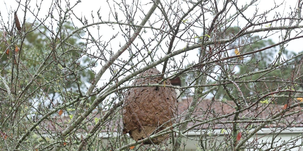 «No hace falta ser alérgico para morir atacado por las velutinas»