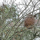 «No hace falta ser alérgico para morir atacado por las avispas asiáticas»