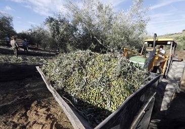 Las últimas lluvias llegan tarde para mejorar la cosecha de aceite