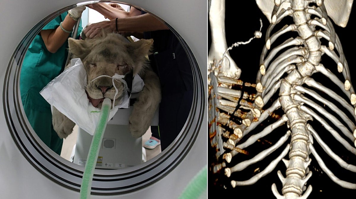El león Tzigane durante la prueba de TAC y a la derecha el estado de su columna vertebral