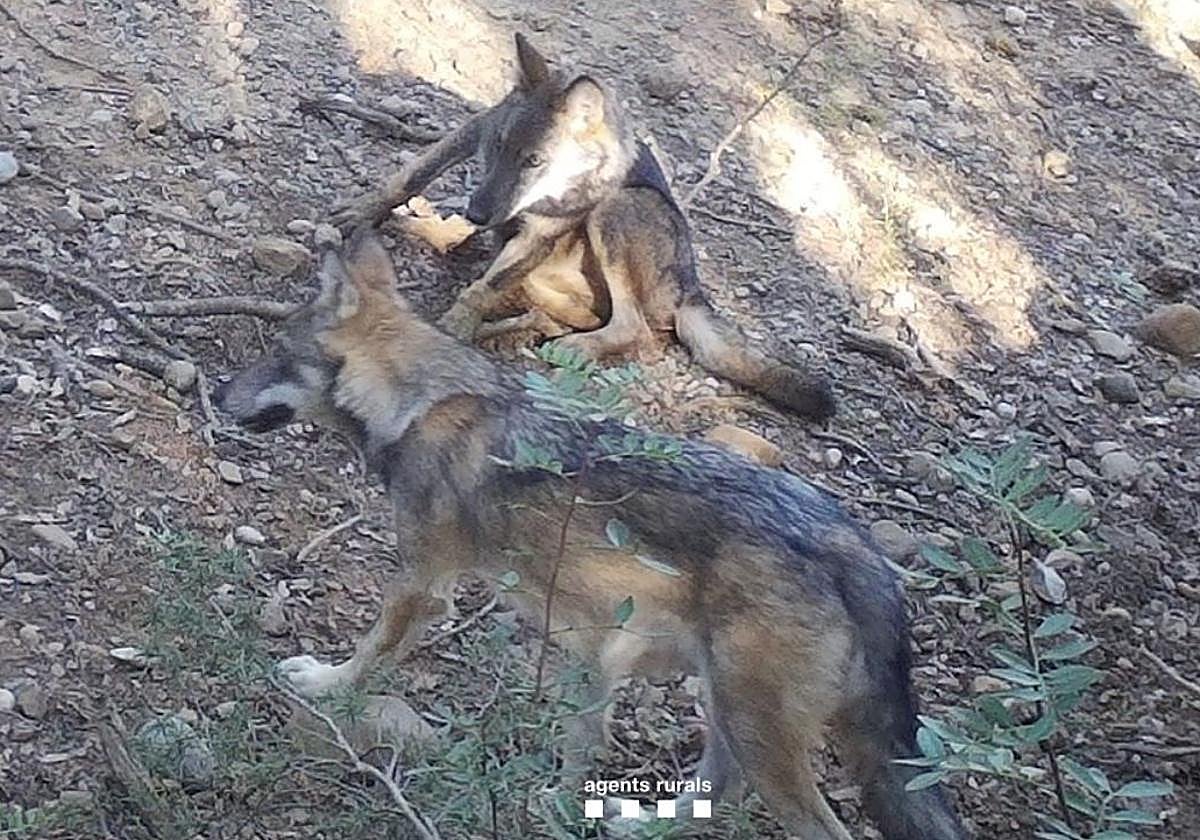Dos de los lobos registrados en Cataluña.