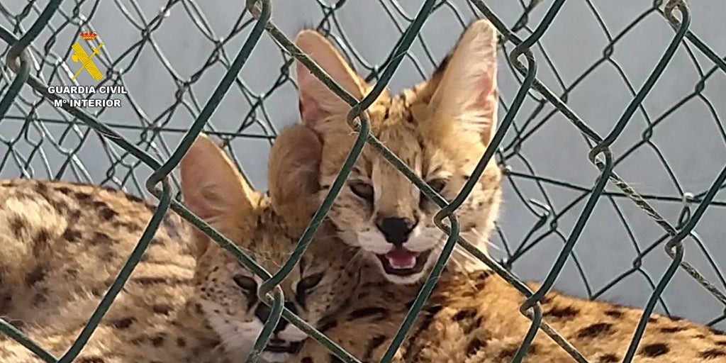Investigadas tres personas por criar leopardos jaspeados en Las Palmas de Gran Canaria