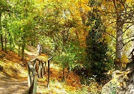 La ruta de senderismo que puedes hacer sin salir de Madrid y es perfecta para realizar en otoño: incluso puedes ver corzos y jabalíes