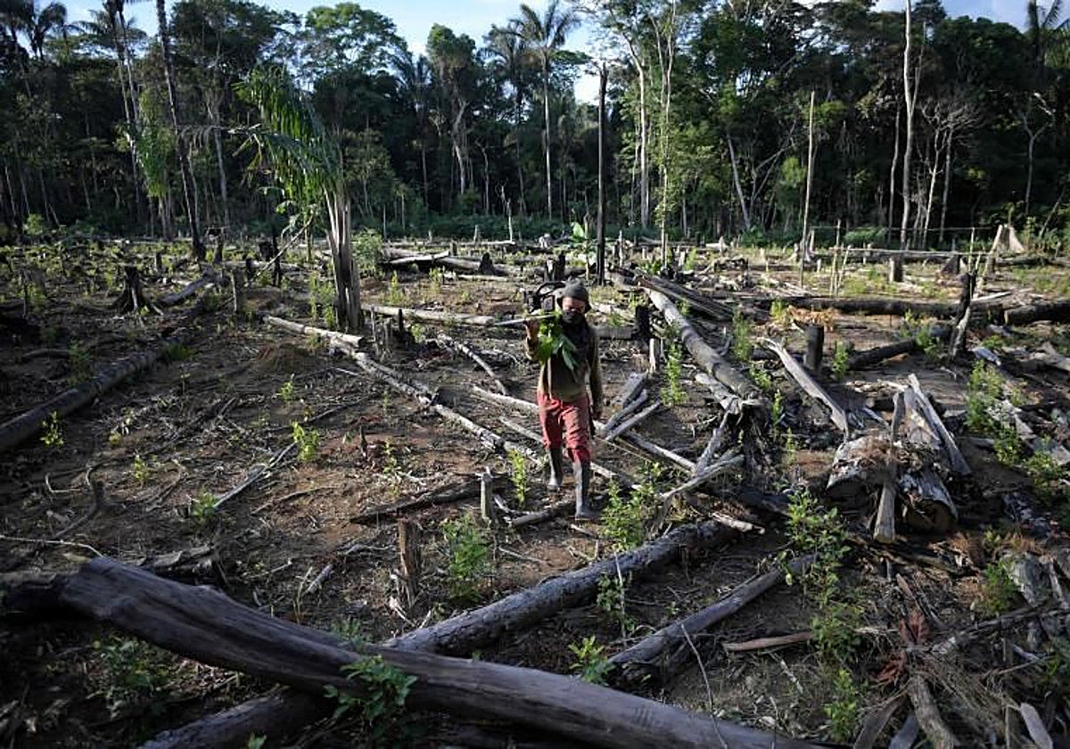 Un agricultor en una plantación de coca tras talar árboles para sembrar coca en Guaviare, Colombia
