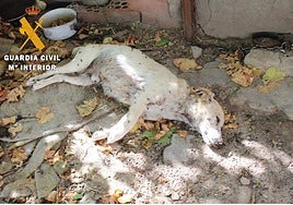 Rescatados 16 perros «en estado de abandono» que carecían de controles veterinarios en un pueblo de Segovia