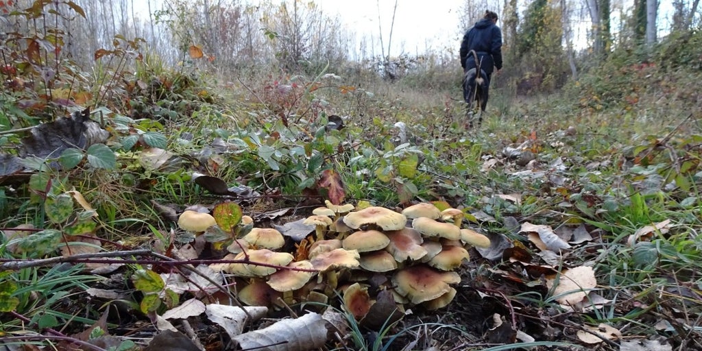 Lluvias y suaves temperaturas alientan una campaña de setas que se veía «perdida»