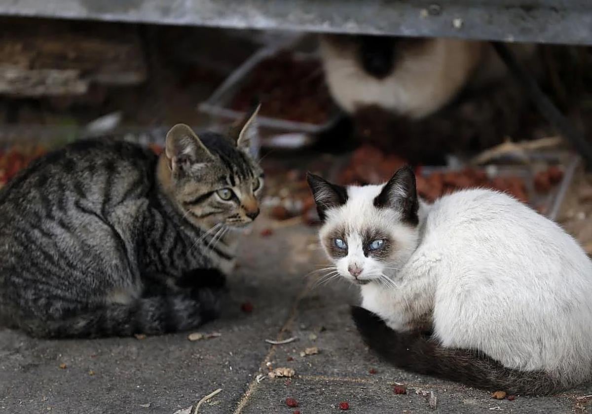 Dos gatos en una colonia callejera