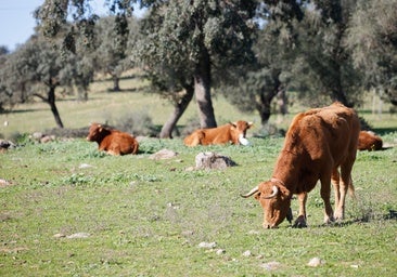 Un ganadero de Villanueva del Duque se enfrenta al juicio por la muerte de 36 vacas deshidratadas