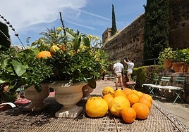La cosecha de cítricos en Córdoba será menor a la prevista si no llueve pronto