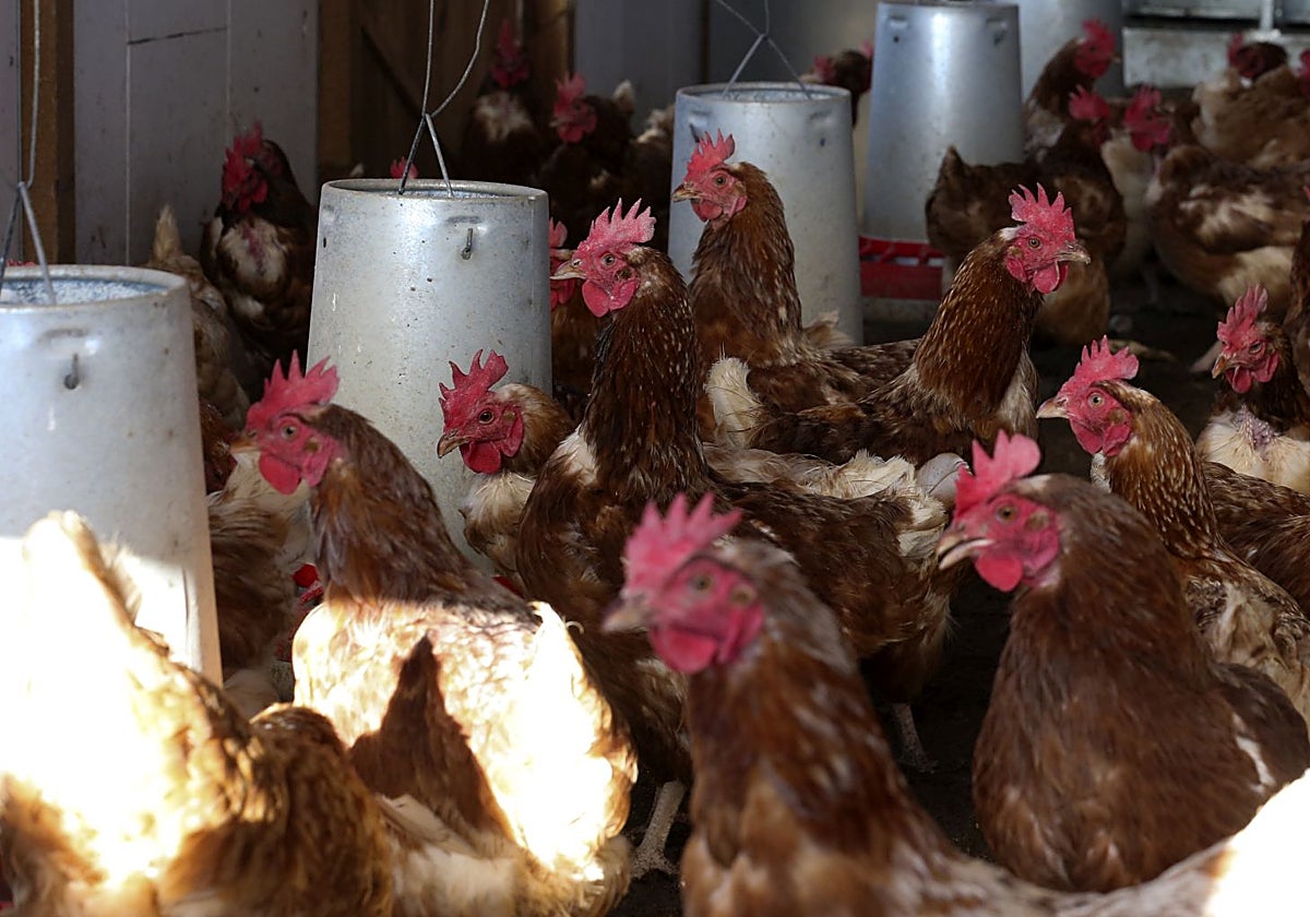 Gallinas en una explotación aviar, en una imagen de archivo