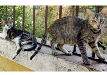 El Ayuntamiento de Toledo investiga un posible maltrato animal en el refugio de gatos del Polígono