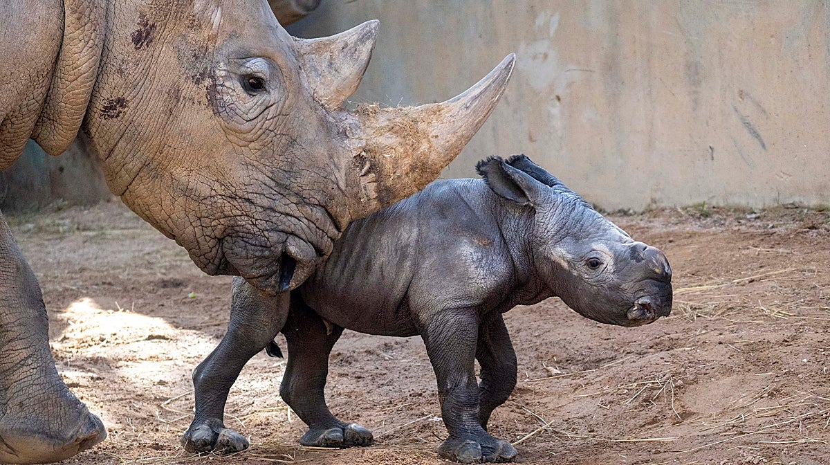 El primer rinoceronte blanco nacido en Bioparc Valencia es un macho y cumple una semana de vida