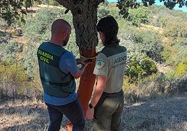 Investigan a un vecino de Villaviciosa de Córdoba por el hurto de corcho y daños en más de 200 alcornoques
