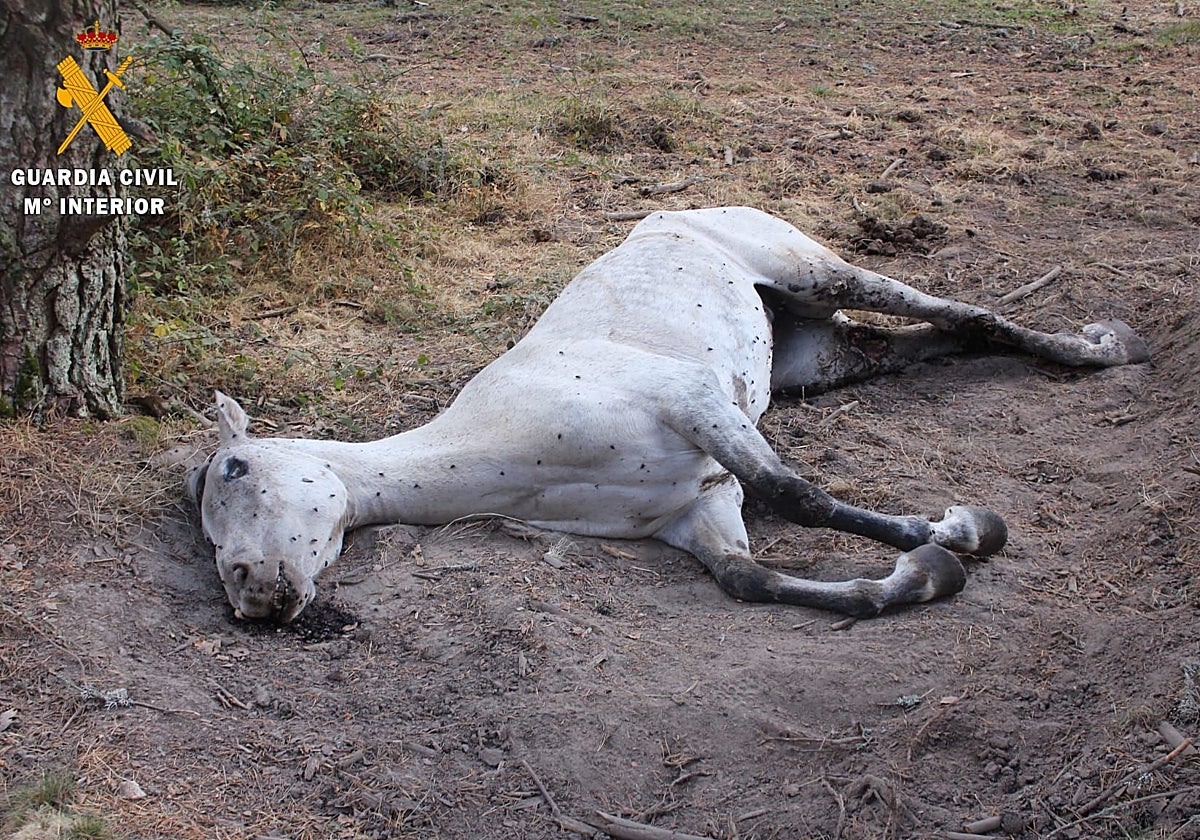 Investigado por dejar varios días a su yegua agonizando hasta morir en un paraje de Segovia