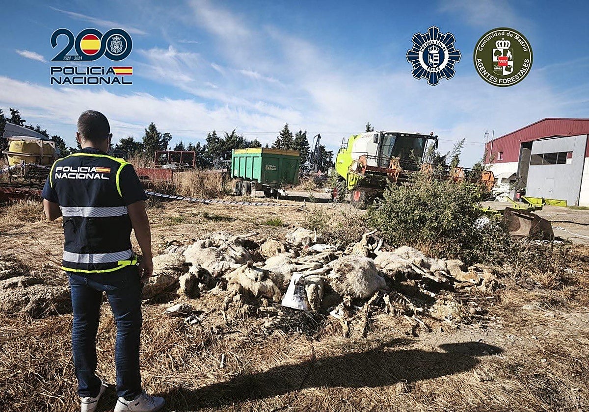 La Policía Nacional, ante el montón de cadáveres de ovejas en la explotación ganadera de Parla