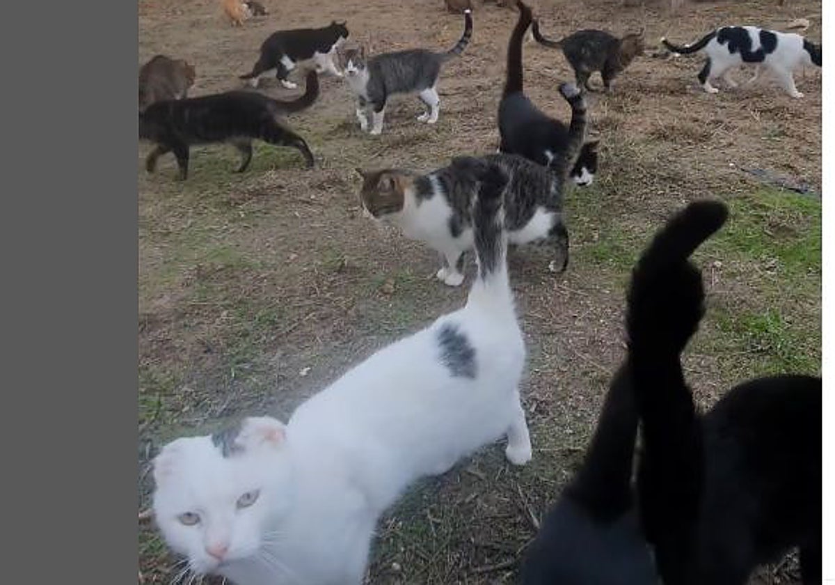 Progatos dice que los gatos del refugio no están desatendidos