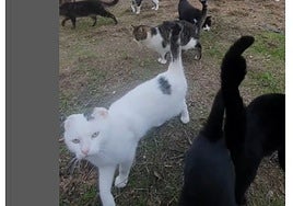 Progatos desmiente con un vídeo el abandono de animales del refugio del Polígono de Toledo