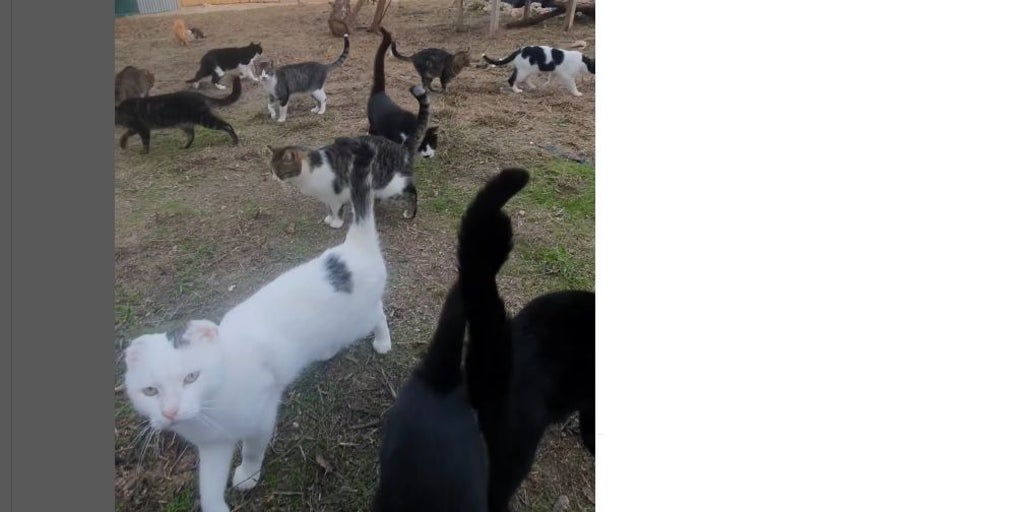 Progatos desmiente con un vídeo el abandono de animales del refugio del Polígono de Toledo