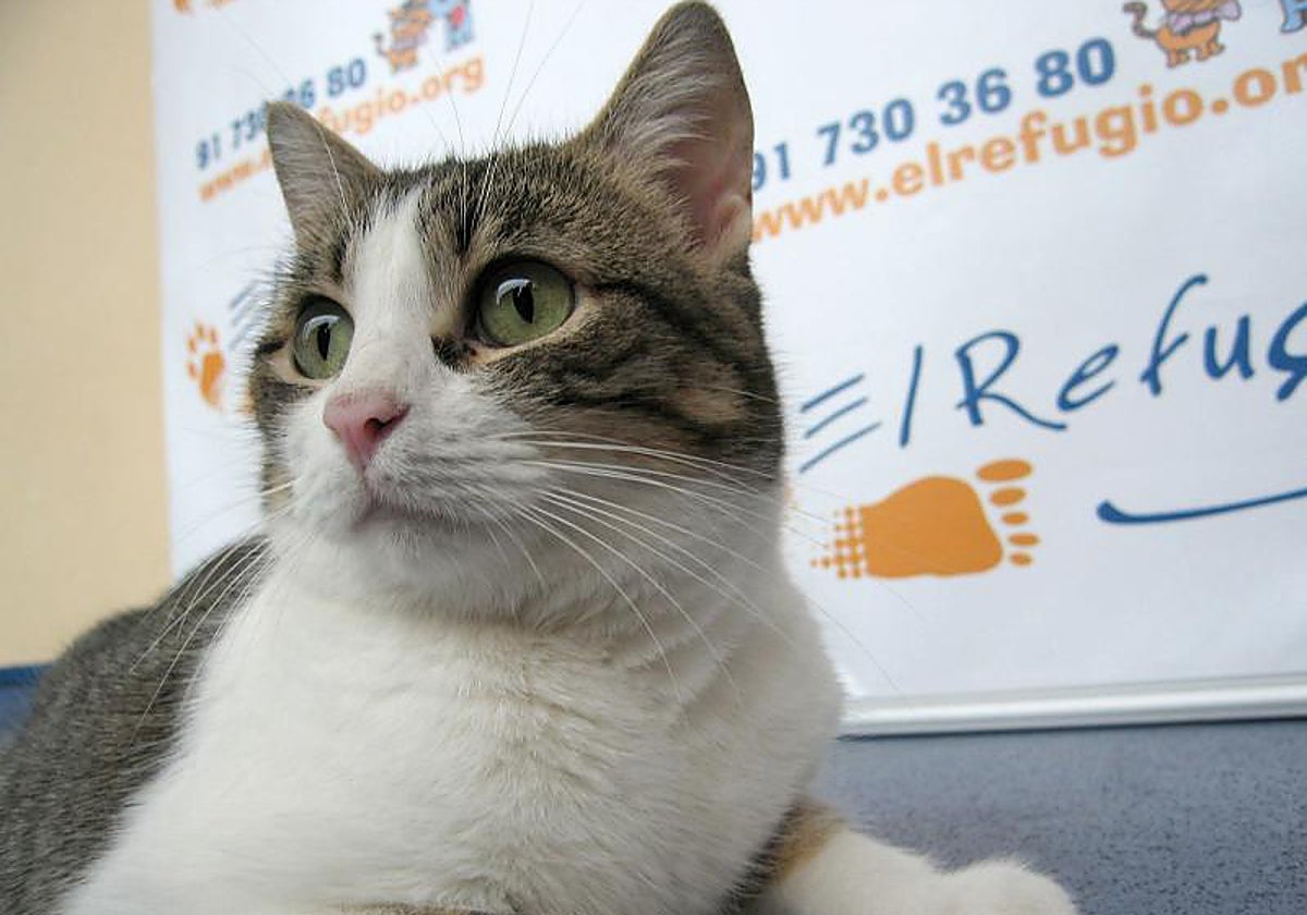 Un gato, una de las mascotas más populares en los hogares españoles