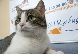 Cómo influye si la mascota es gato, perro o roedor en el desarrollo emocional del niño