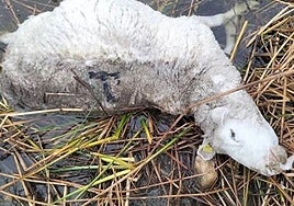 Un ataque de lobo deja siete carneros muertos en  Salamanca